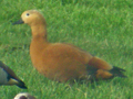 Ruddy Shelduck x South African Shelduck hybrid